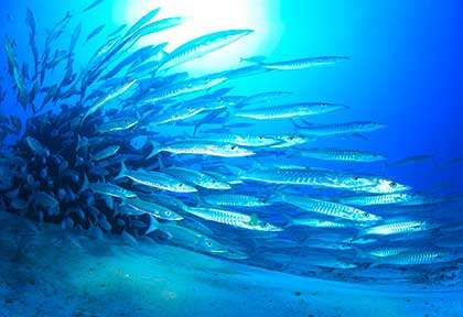 Barracudas en plongée à l'île des Pins