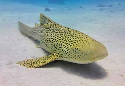 Requin léopard à l'île des Pins