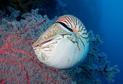Nautile en plongée à Palau