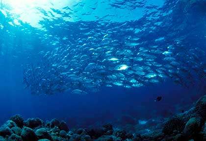 Plongée à Siquijor