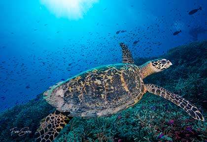 Tortue en plongée à Siquijor