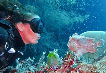 Anténaire en plongée à Siquijor