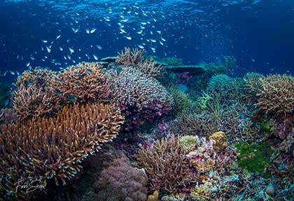 Plongée Tubod aux Philippines
