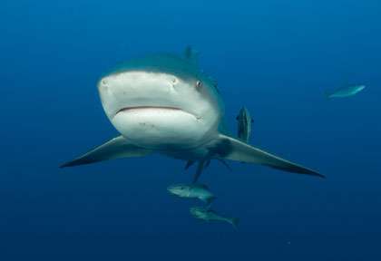 Requin taureau au Mozambique