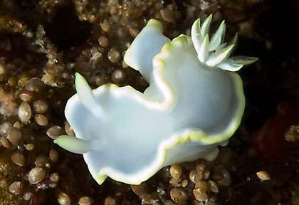 Nudibranche au Mozambique