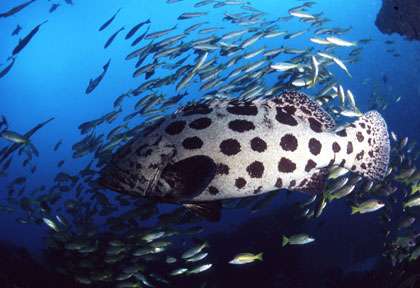 Mérou géant au Mozambique