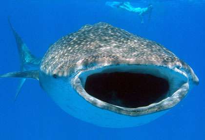 Requin baleine au Mozambique