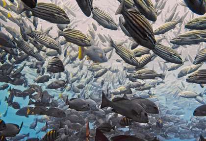 Voyage plongée à Oman