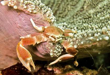 Plongée à Mascate à Oman