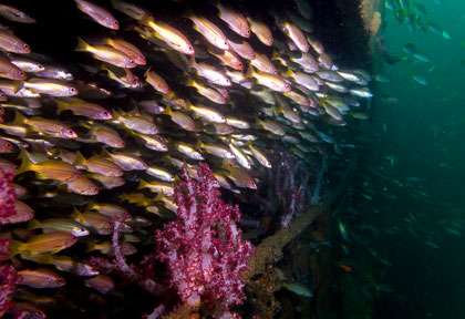 Le Al Munassir à Oman