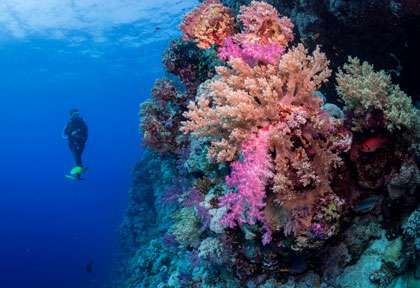 plongée St Johns Reef
