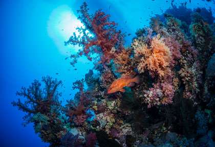 plongée St Johns Reef