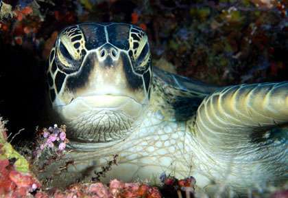 Tortue en plongée à Anilao