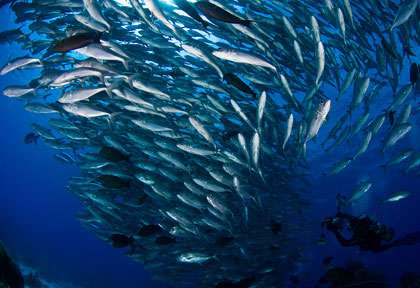 Plongée à Maricaban à Anilao