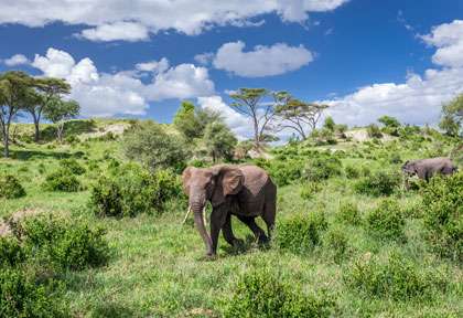 2léphant du Taranguire © shutterstock - kanokratnok