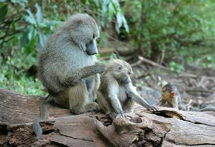 Babouin à Lake Manyara © shutterstock - george - lamson