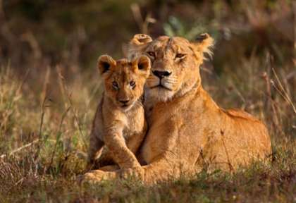 Safari au Kenya dans la Masai Mara