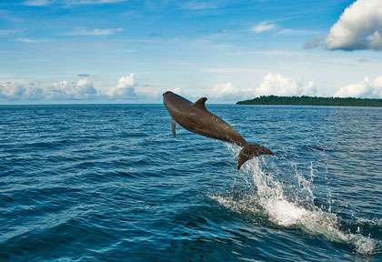 Dauphins dans le lagon de Maratua