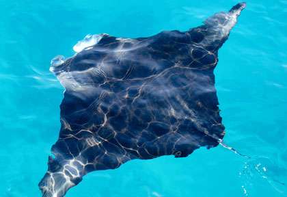 Raie Manta à Sangalaki