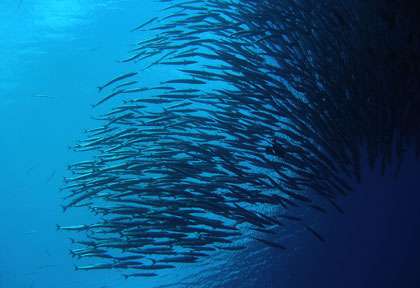 Barracuda à Kakaban