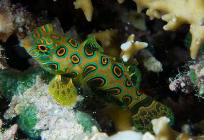 Poisson mandarin à Maratua