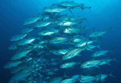 Plongée avec les carangues de Maratua