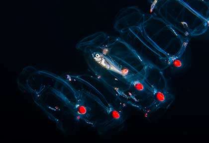 Plongée Blackwater à Hawaii avec Greg Lecoeur