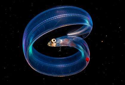 Plongée Blackwater à Romblon avec Liang Fu weiwei Zeng