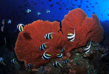 Voyage plongée en Malaisie