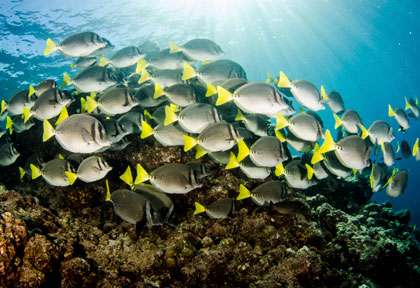 Plongée à Cabo Pulmo