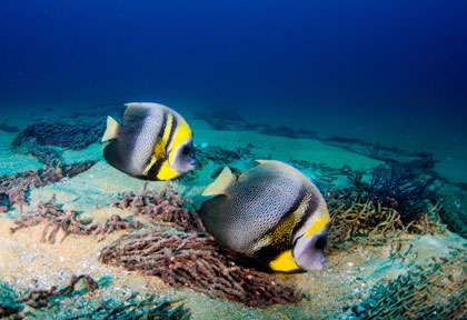 Poisson ange à Cabo Pulmo