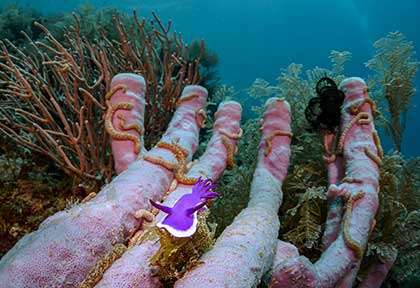 Voyage plongée à Romblon