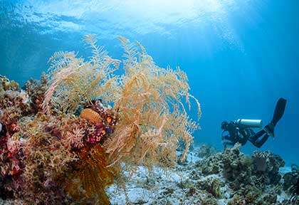 Voyage plongée à Romblon