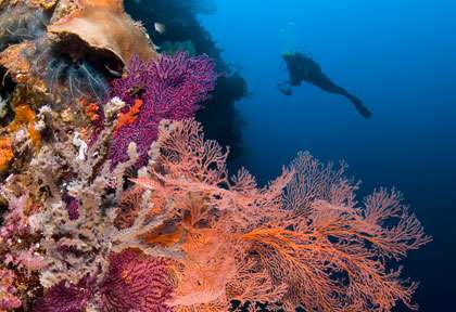 Plongée dans les moluques