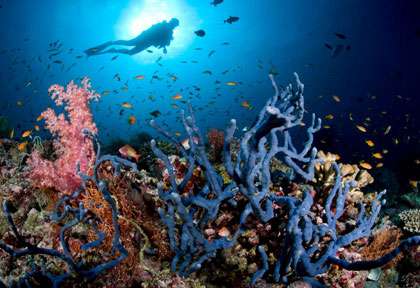 Plongée en Indonésie