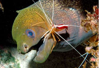 Murène à Flic en Flac