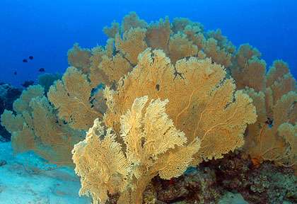 Gorgone avec Blue Water Divers