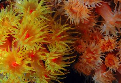 Voyage plongée à l'île Maurice