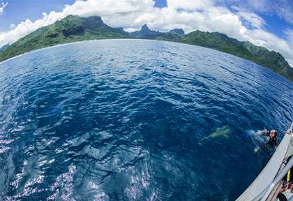 Plongée sous-marine à Moorea