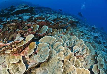 Plongée à Moorea, les Roses