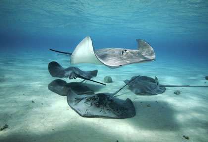 Raies pastenagues à Moorea