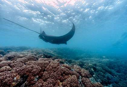 Raie manta dans les Yasawa