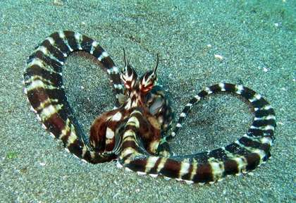 Plongée à Permuteran