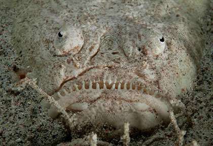 Plongée à secret bay