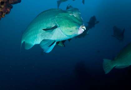 Plongée sur l'épave du Us Liberty à Tulamben