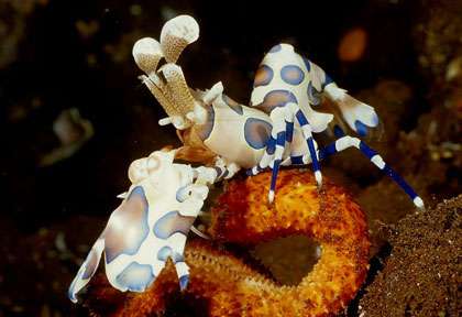 Crevette Harlequin à Tulamben