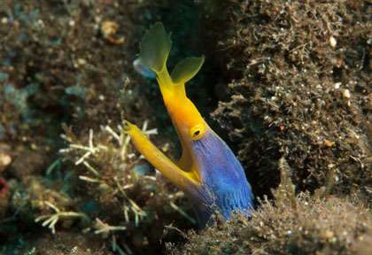 Murène ruban à Tulamben