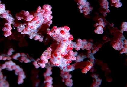 Hyppocampe Pygmée à Amed