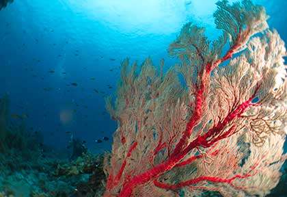 Plongée au Japon à Aka Island