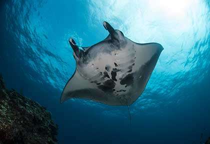 Raie manta à Ishigaki